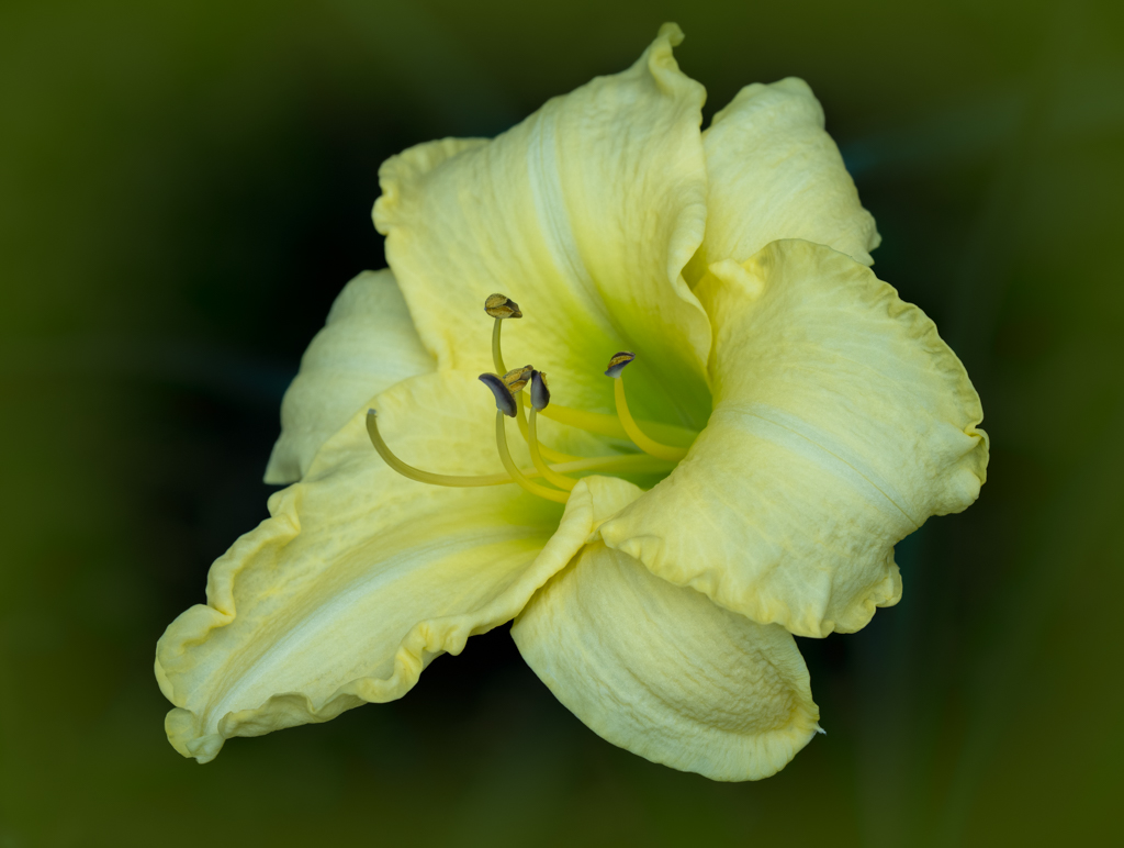 Daylily