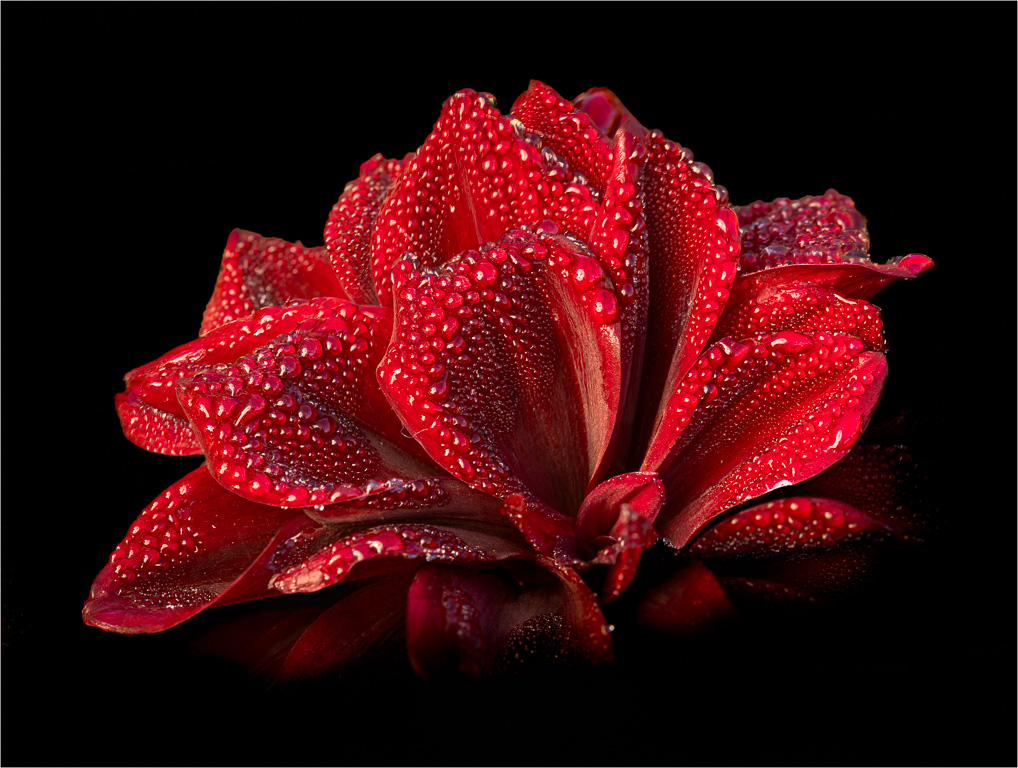 Dew Drops on a Dahlia by David Terao