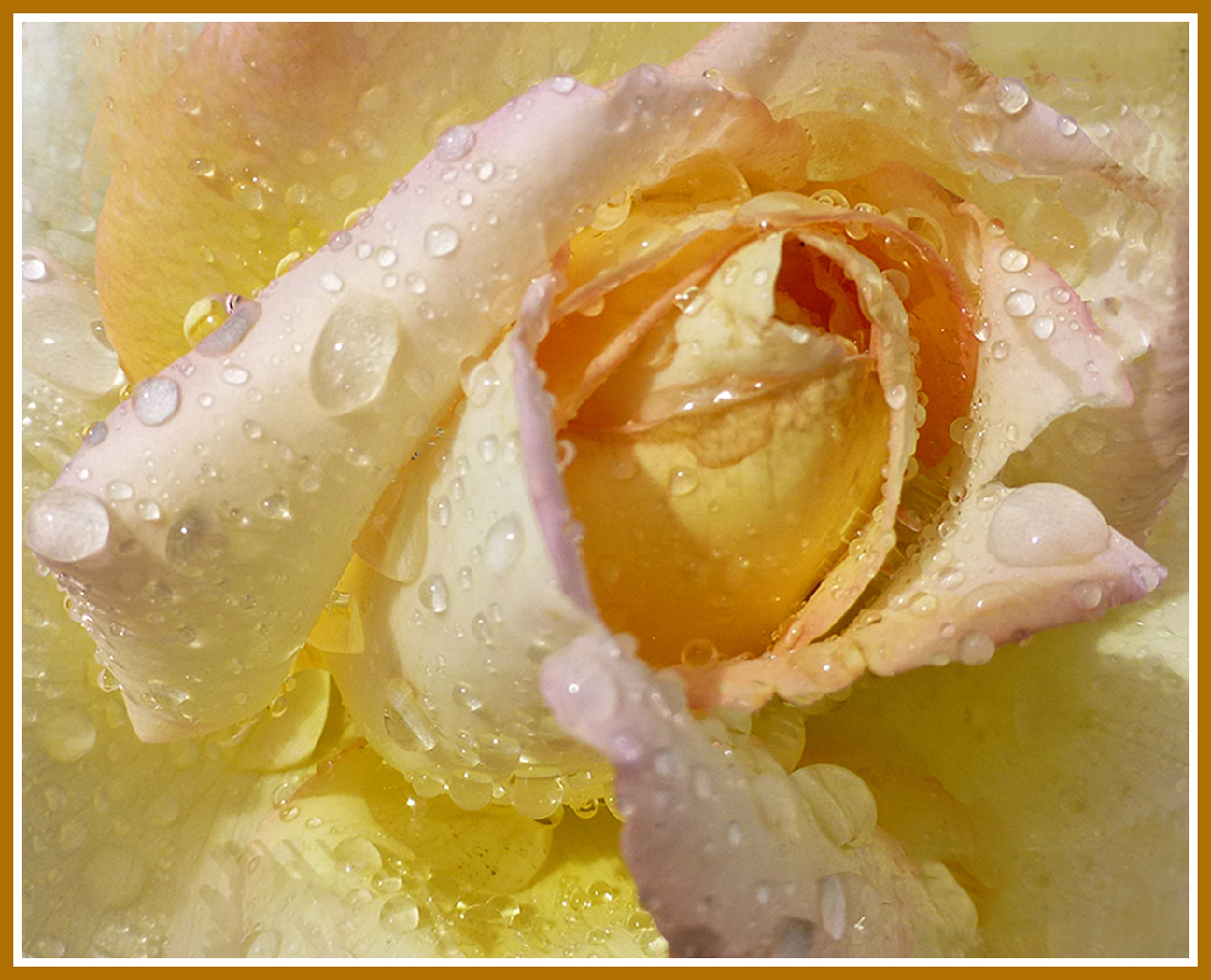 Yellow Rose by Shirley Ward