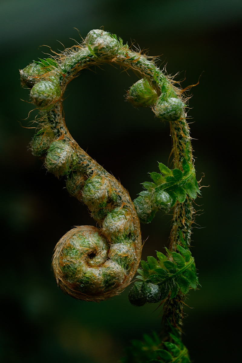 Fern by Maria Mazo