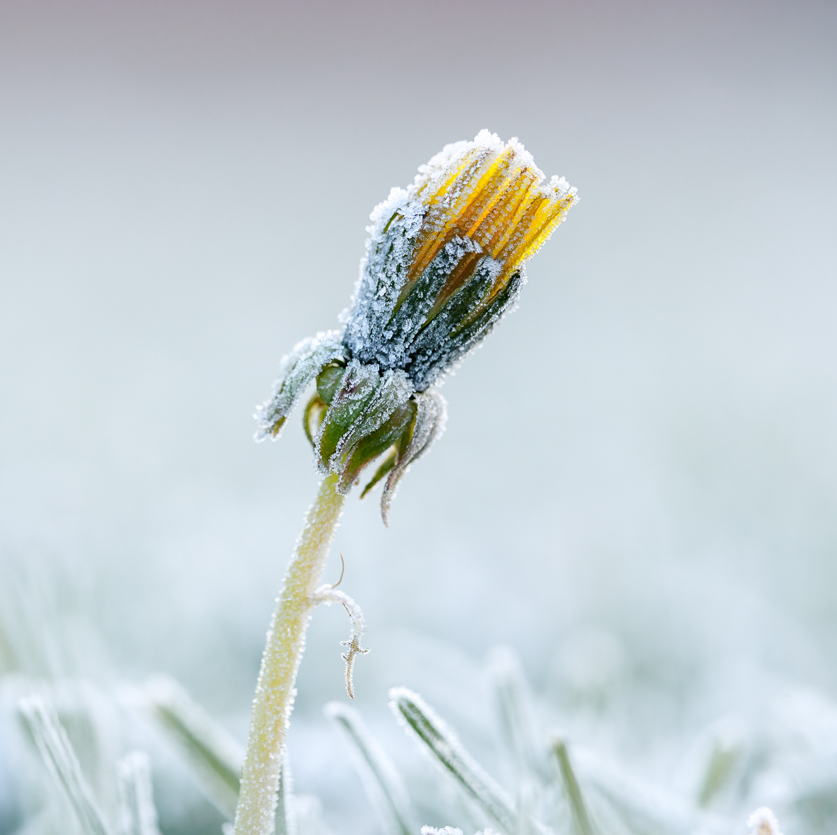 Frozen Dandelion by Maria Mazo