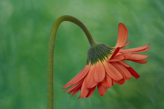 Gerbera Daisy 