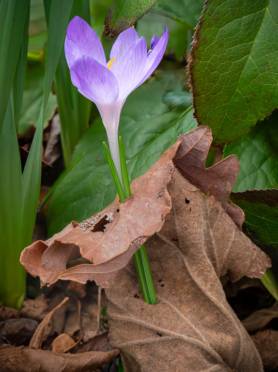 Growing Through by David Terao