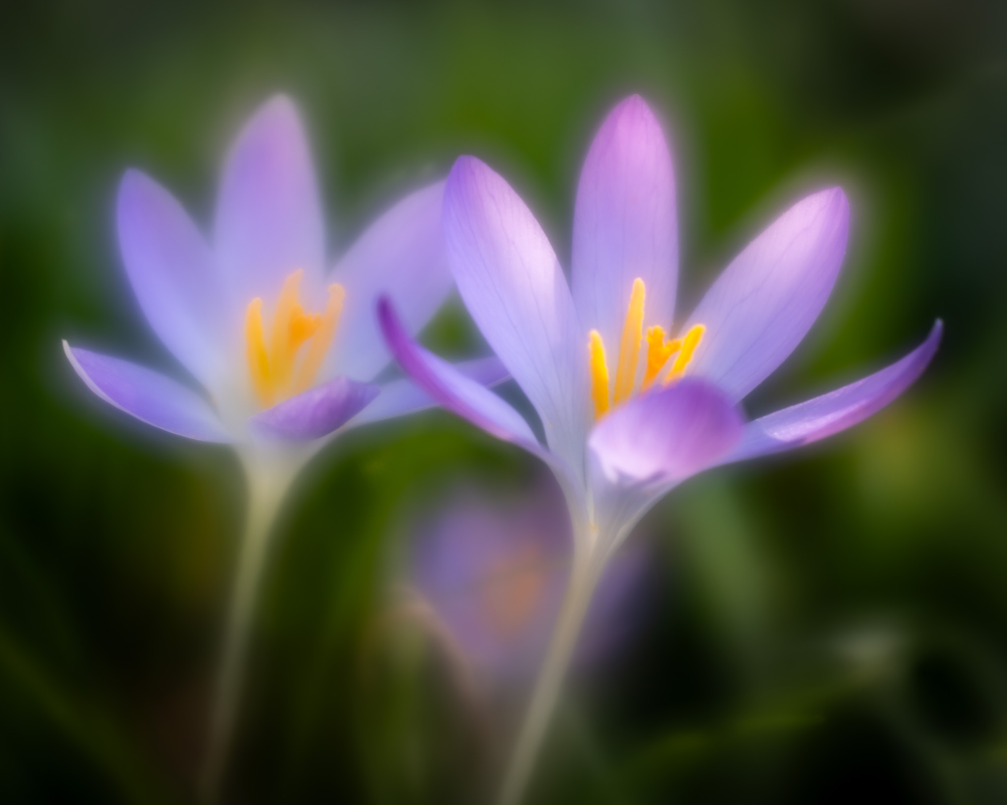 Happy_Crocuse by Kim Kowalewski