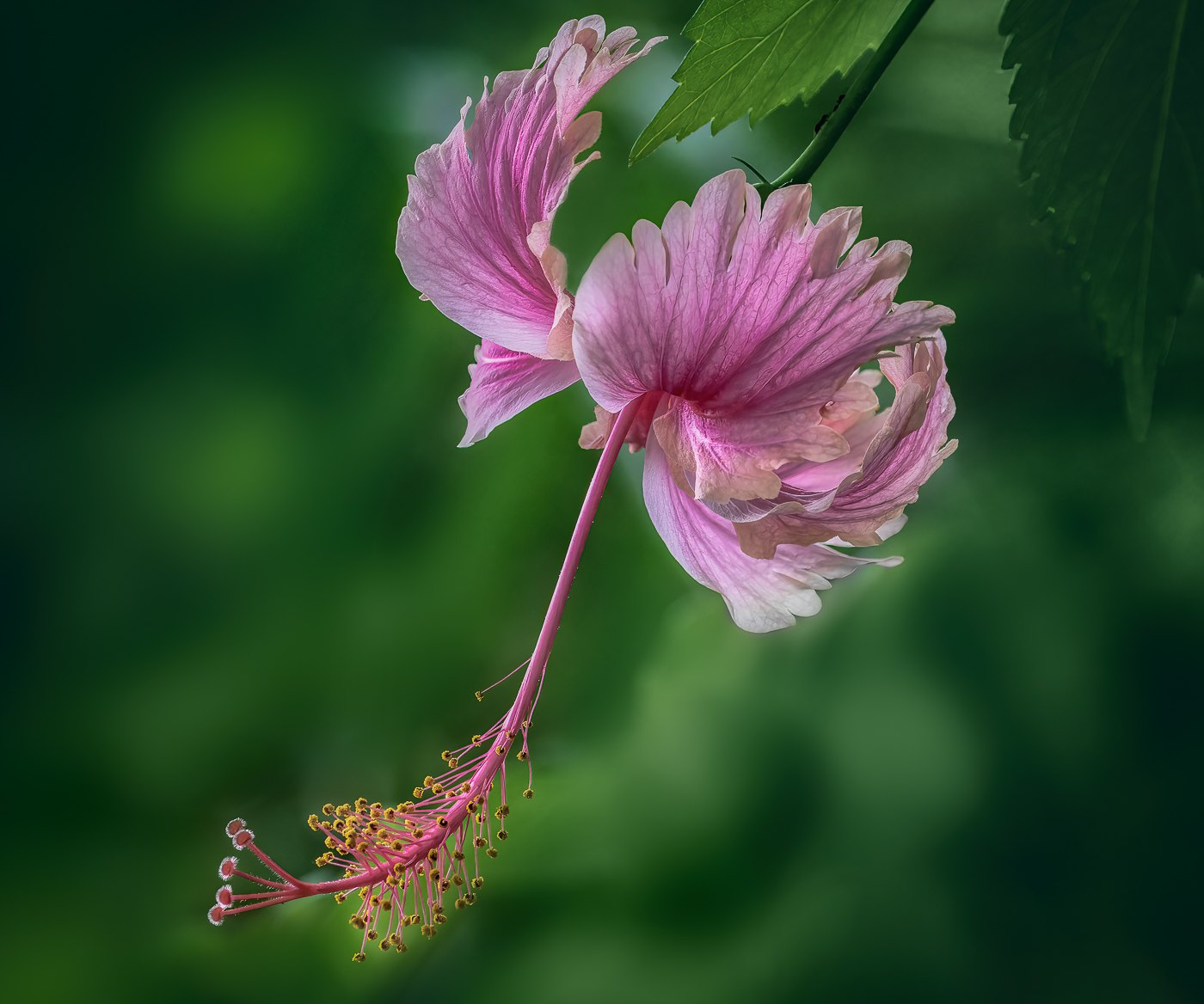 Hibiscus by Maria Mazo