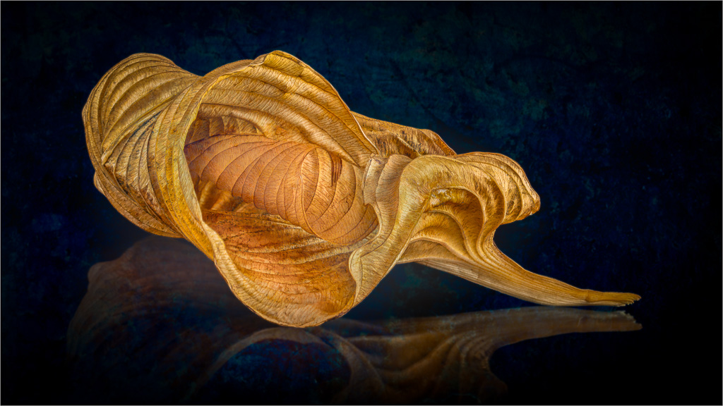 Hosta Leaf by David Terao