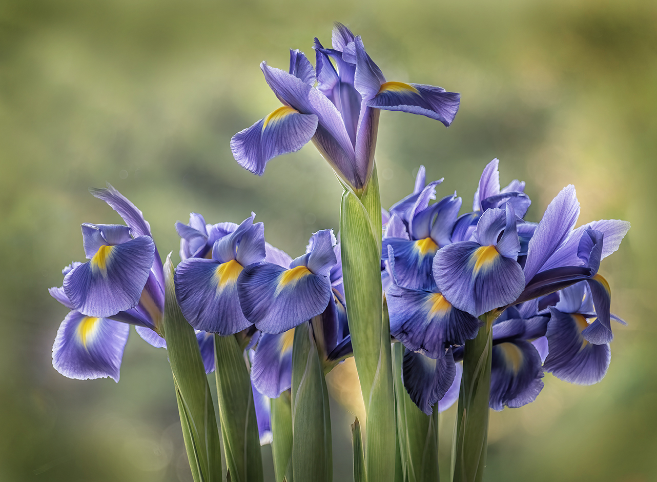 Irises by Melanie Hurwitz