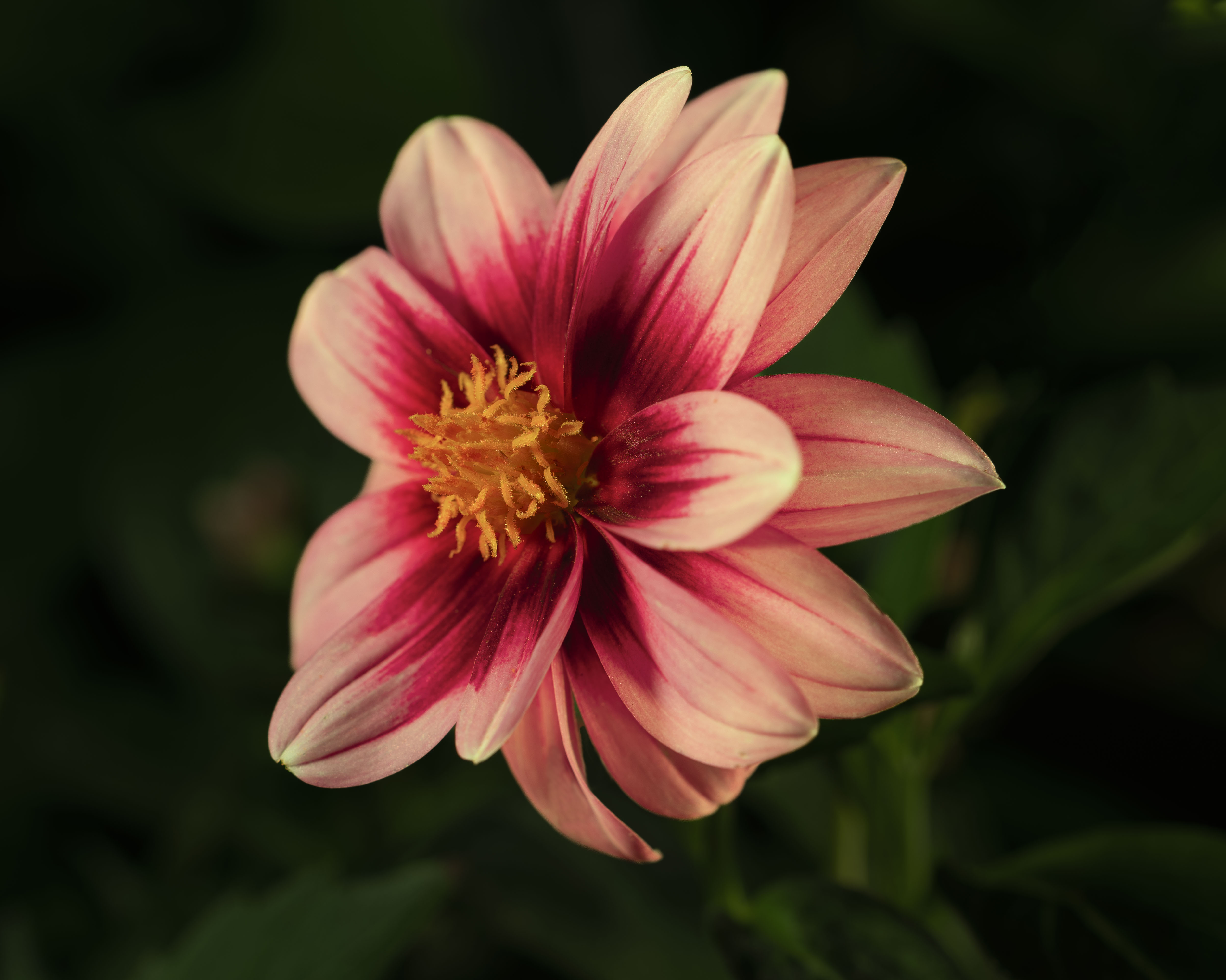 Dahlia by Mark Bamberger