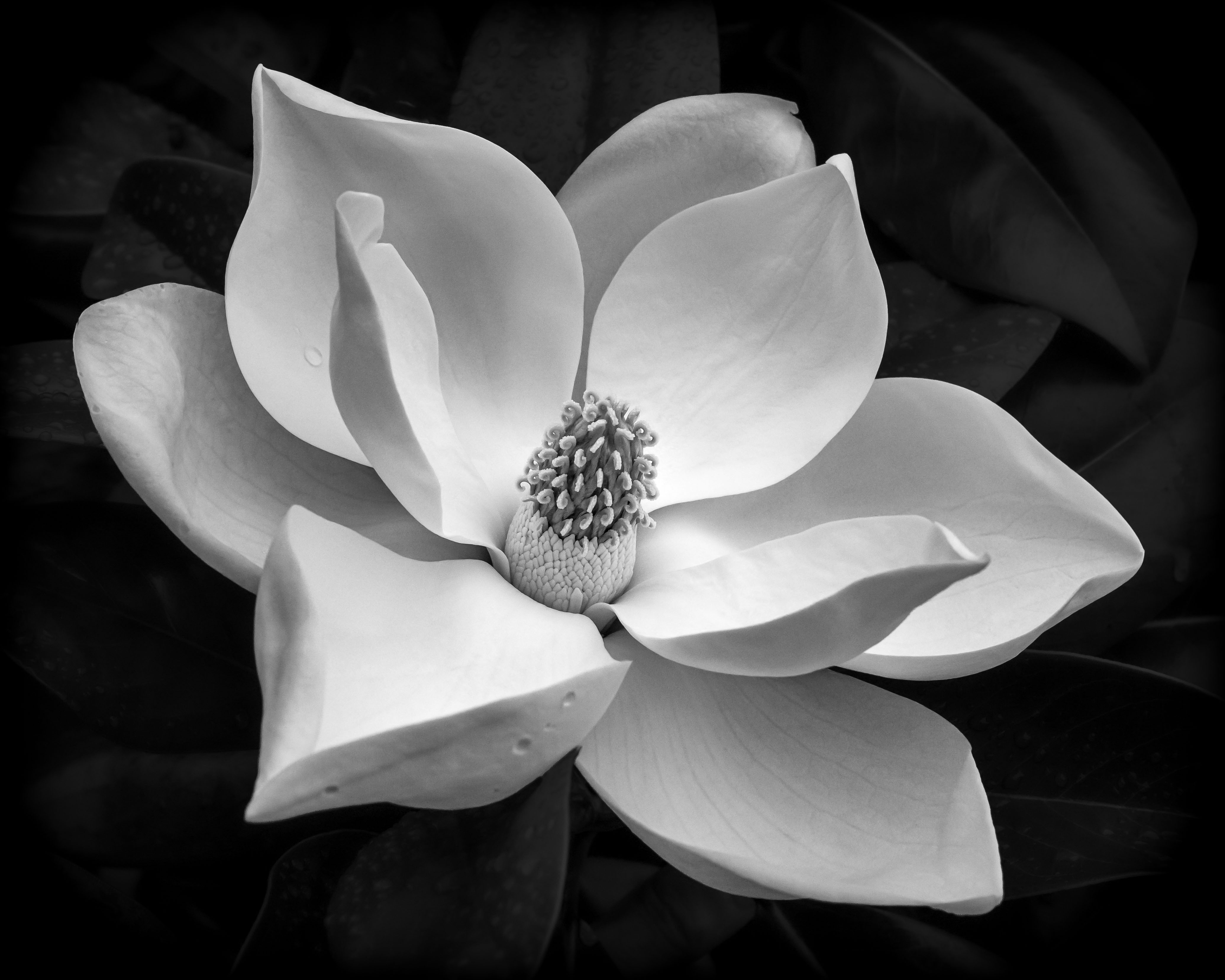 Magnolia