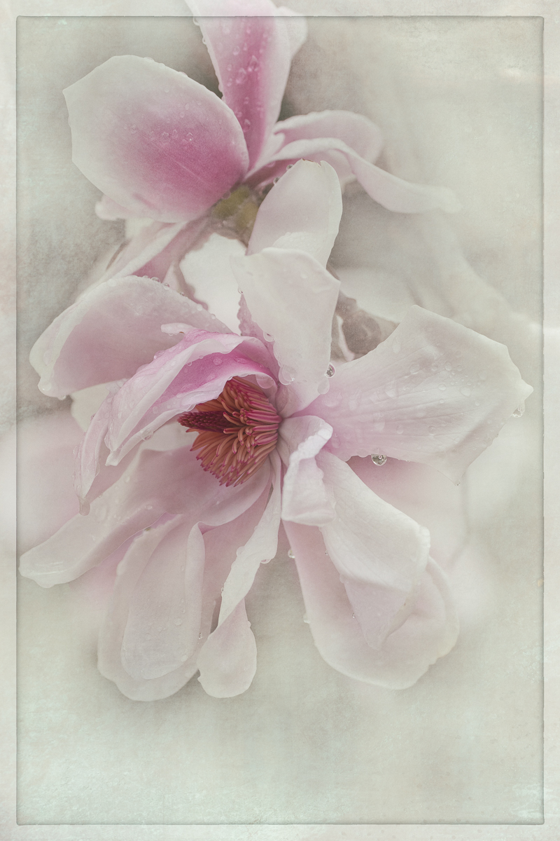 Magnolia by Maria Mazo