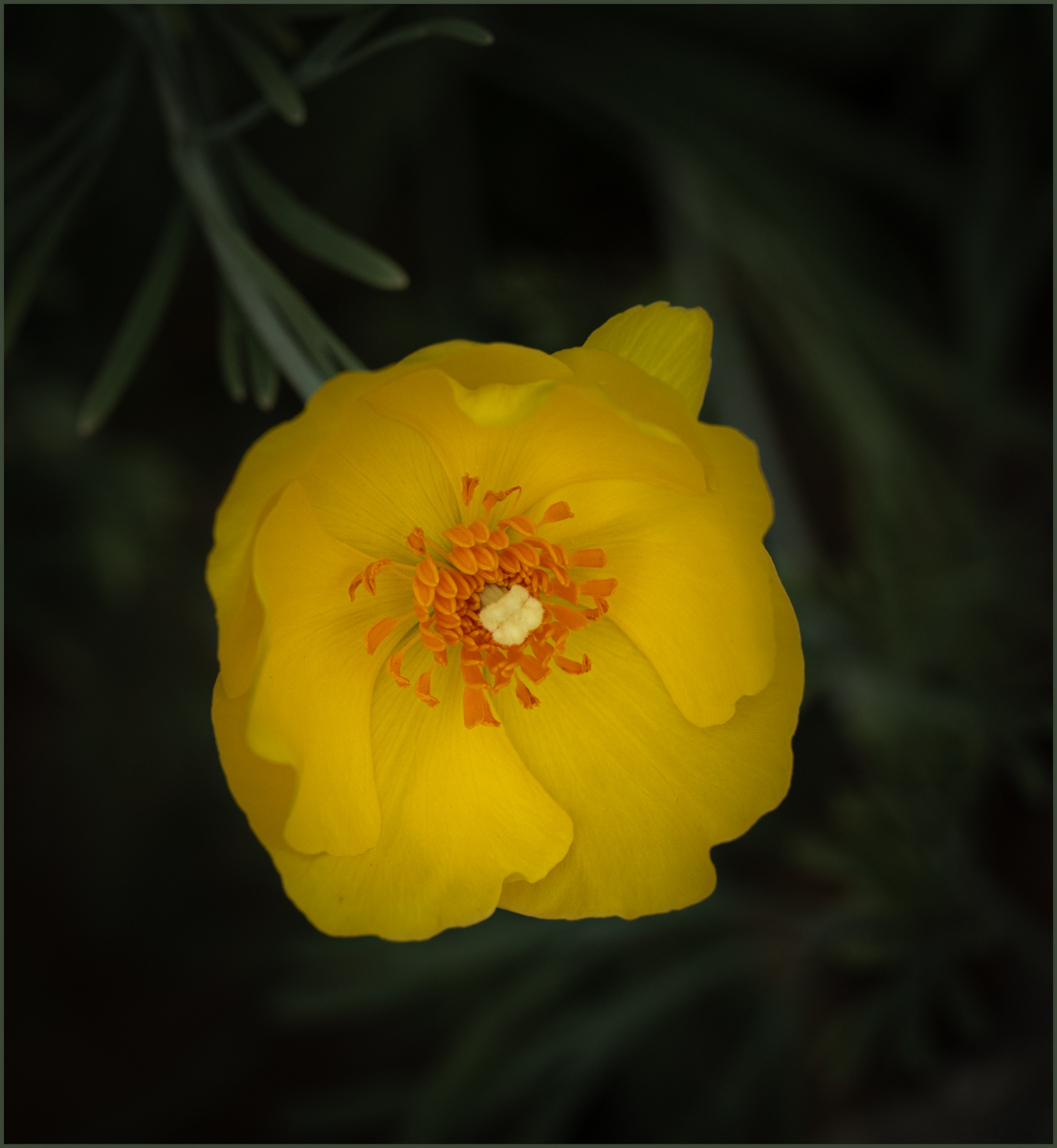 Mexican Tulip Poppy by Denise McKay