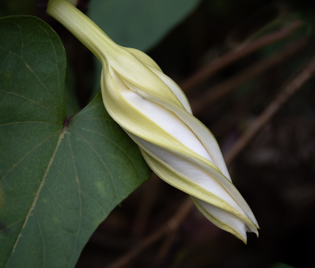 Moonflower by Denise McKay