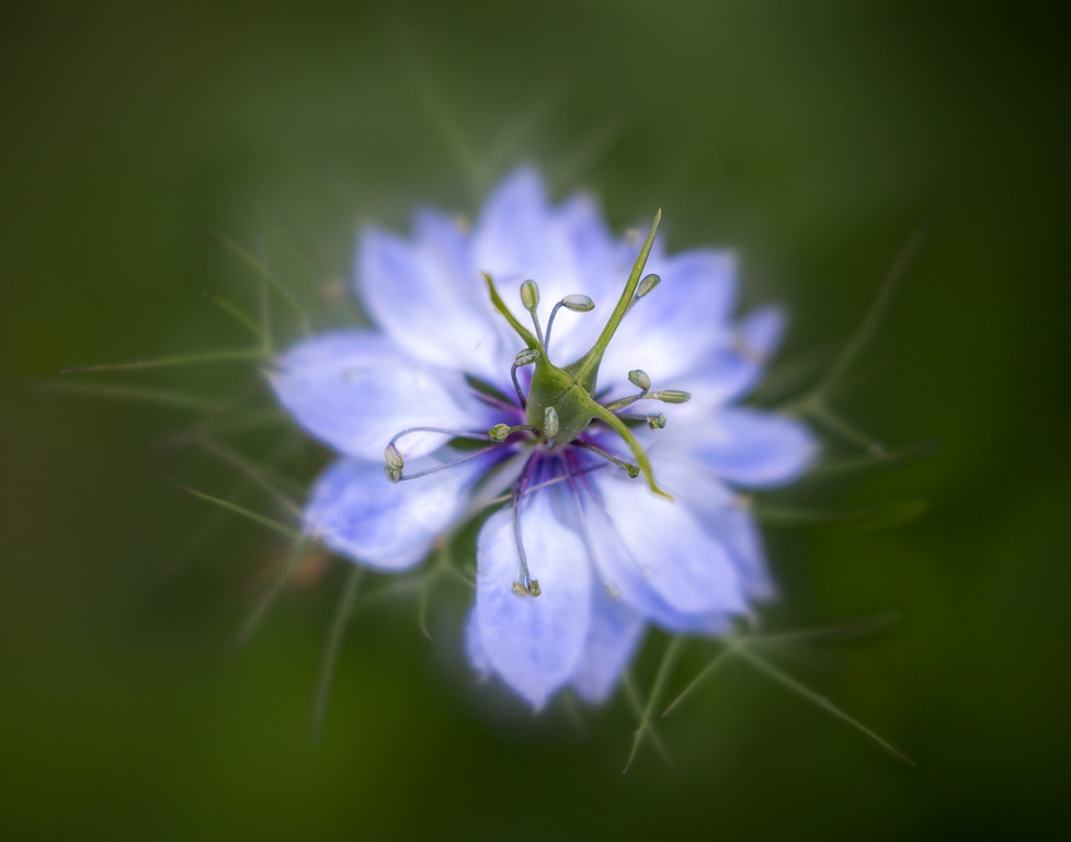 Nigella