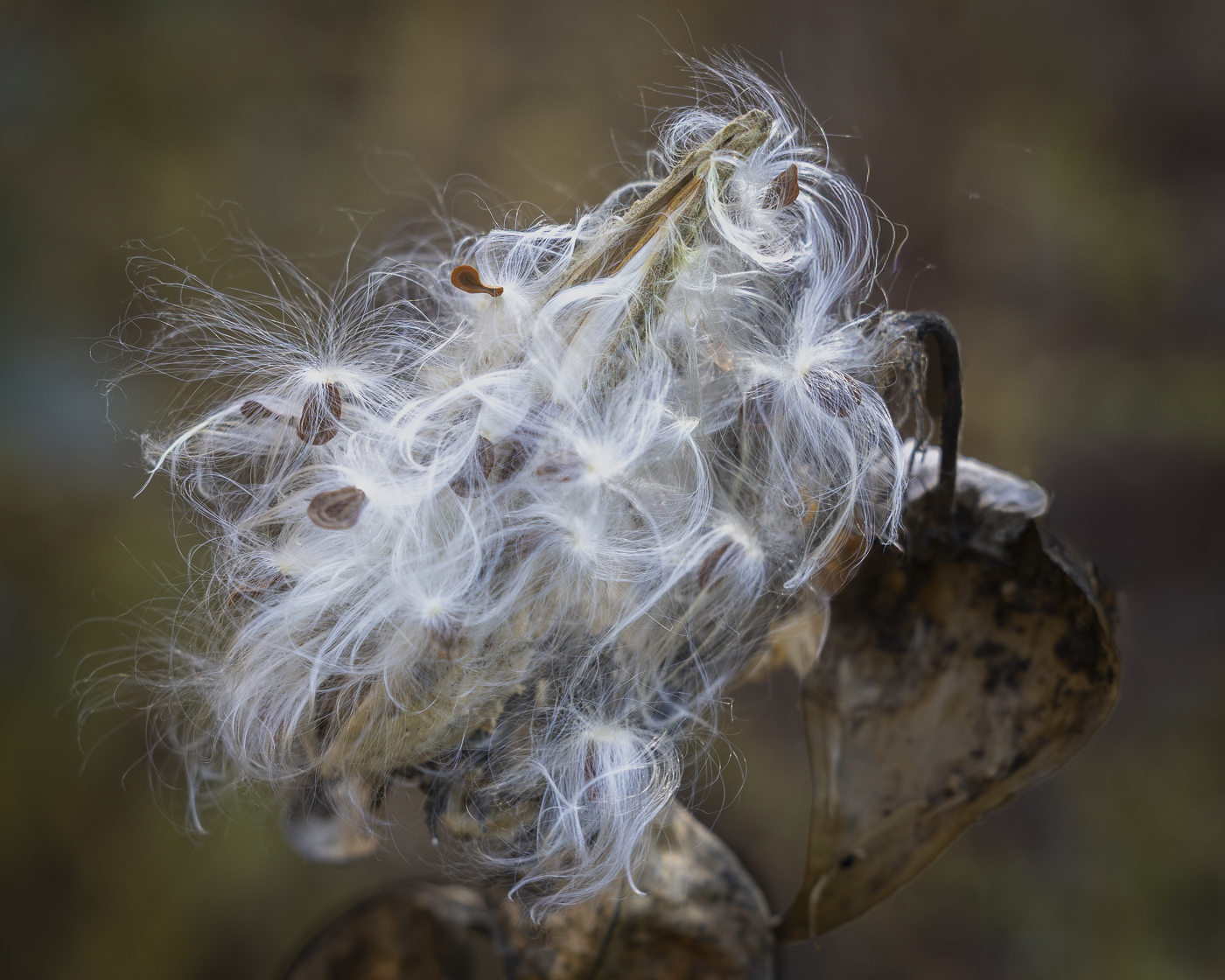 Milkweed  by Mark Bamberger