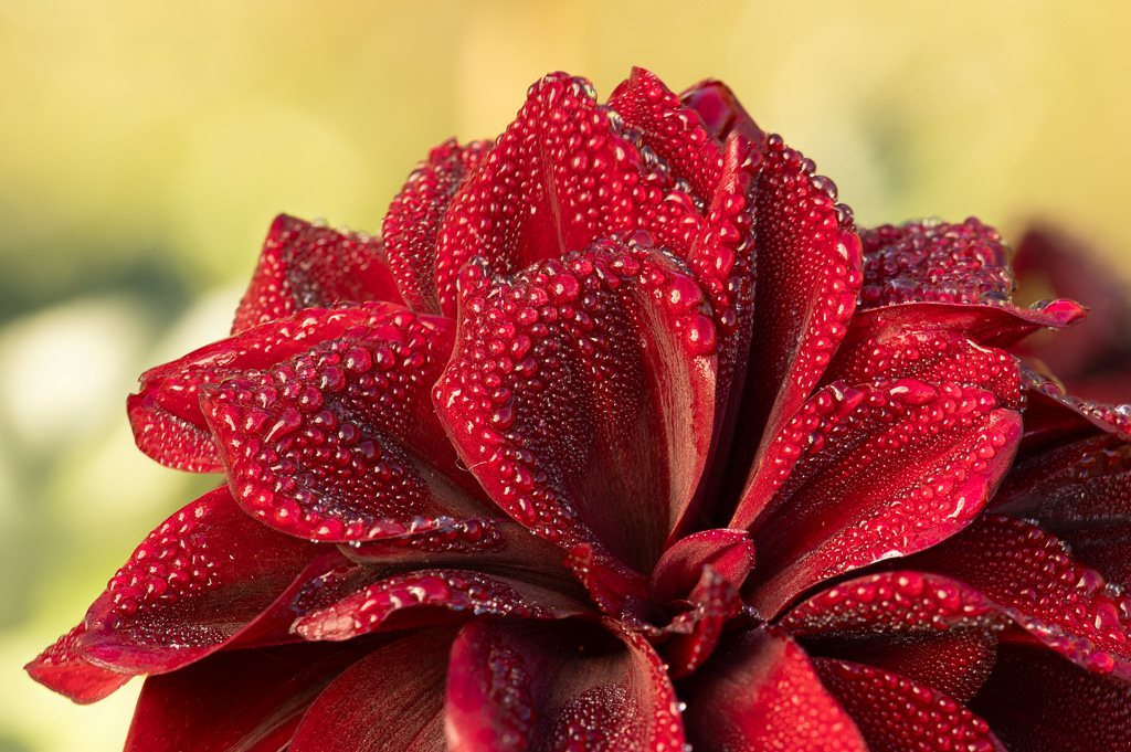 November 2025 - David Terao