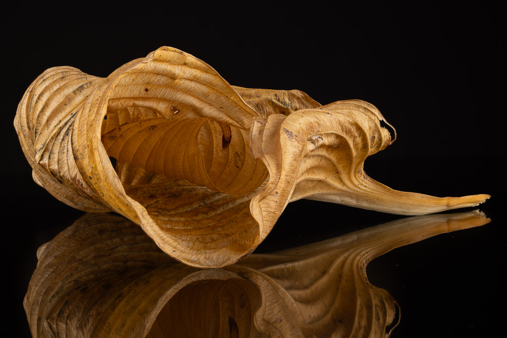 December 2025 - David Terao