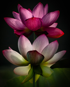 The Balanced Bloom.