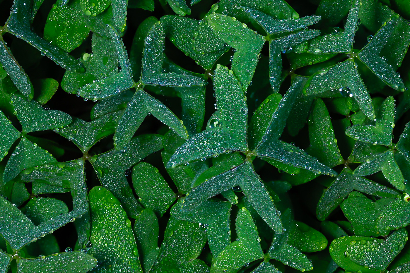 Patterns by Maria Mazo