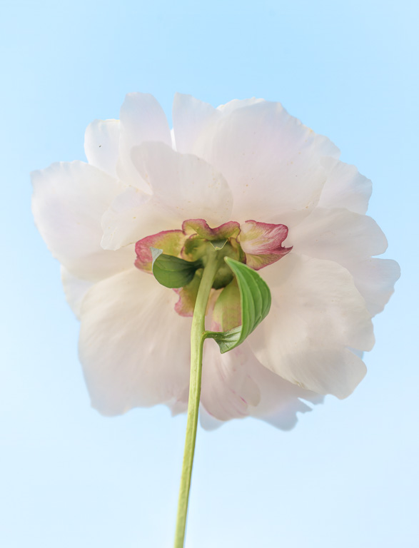 Peony by David Terao
