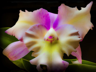 Dawn of the Bloom