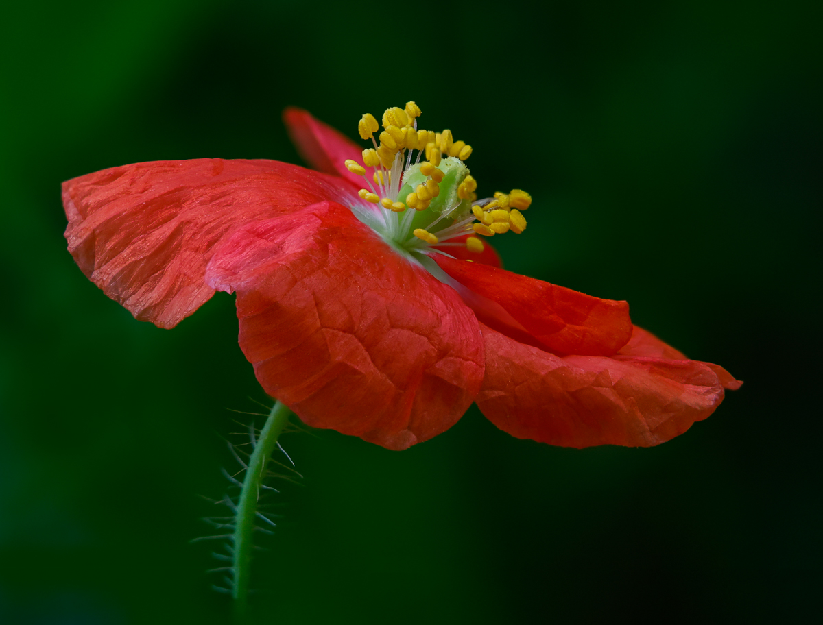 Red Poppy