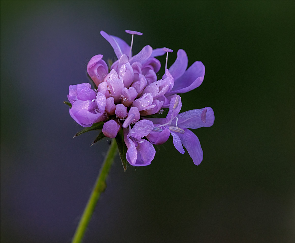 Scabiosa by Maria Mazo