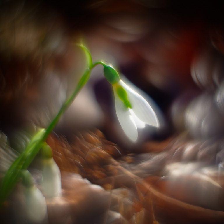 Snowdrops