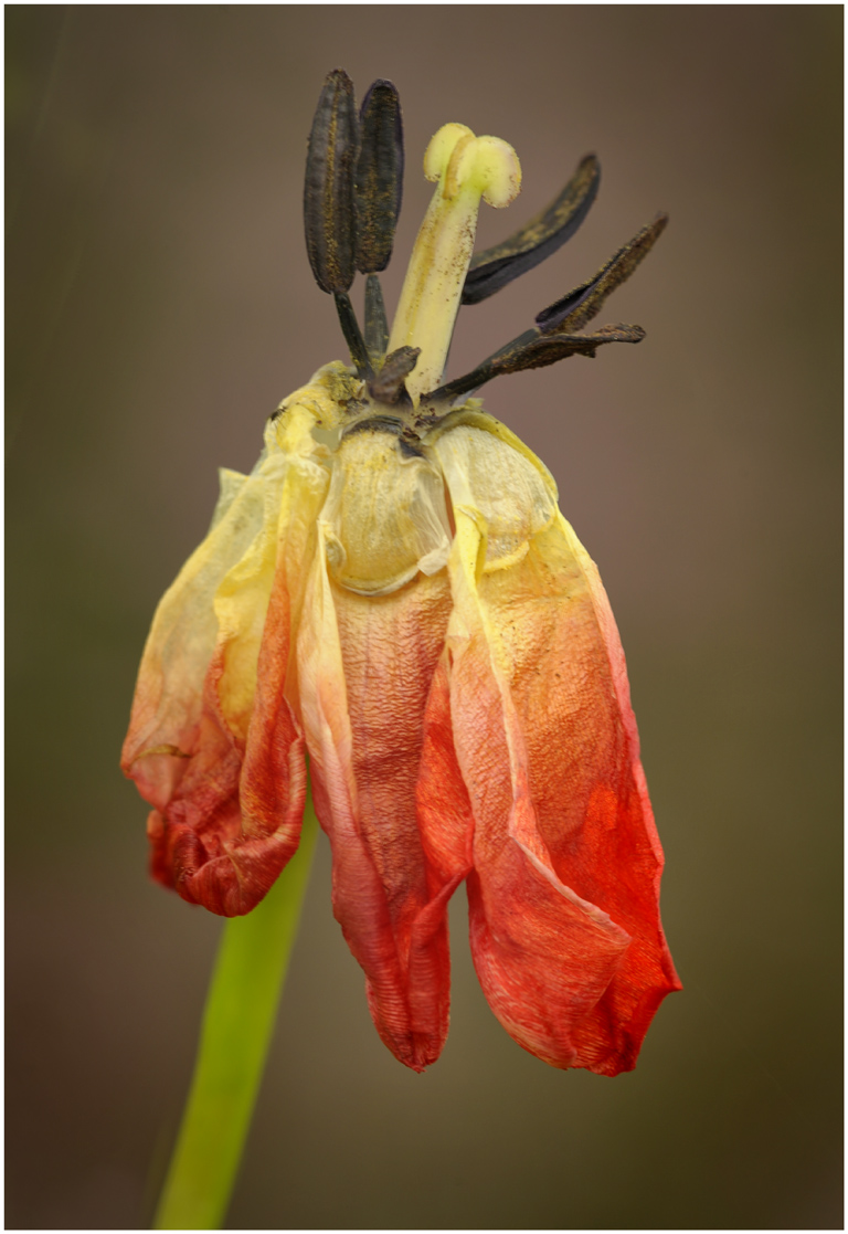 Ballerina by Dick States