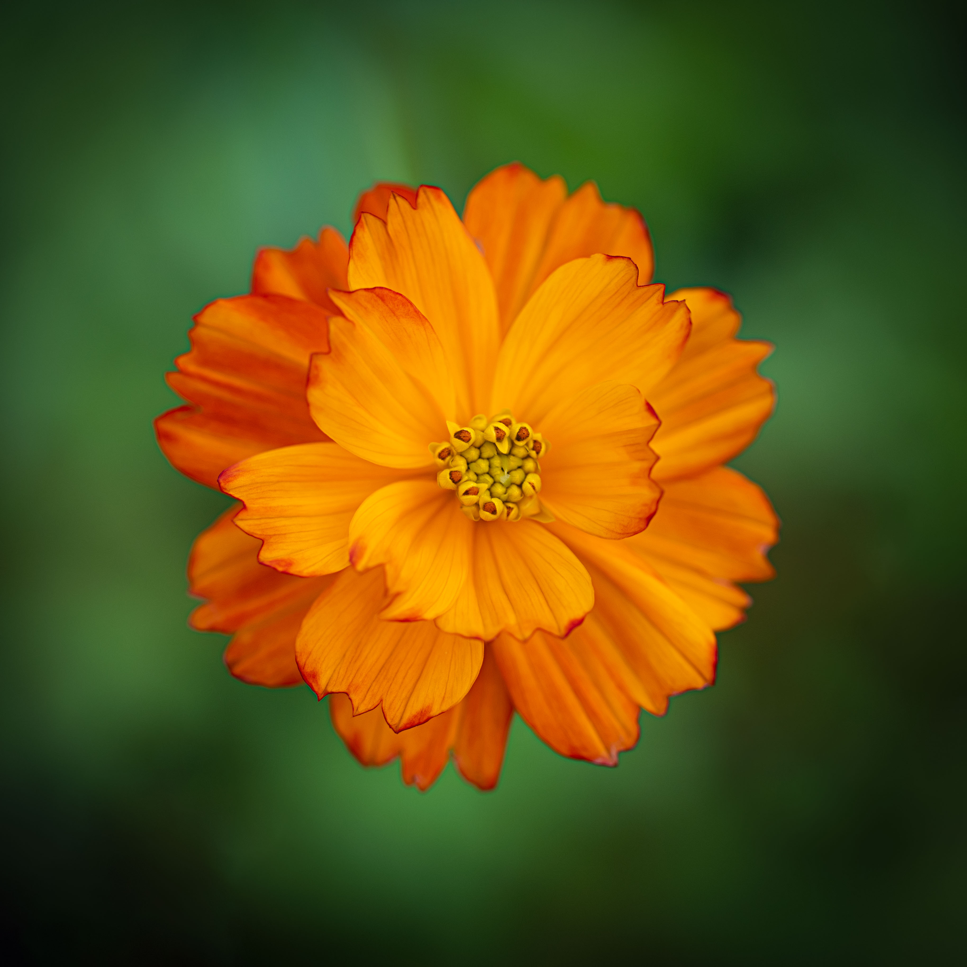 "Sunburst" by Denise McKay