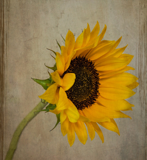 Sunflower by Diana Duffey