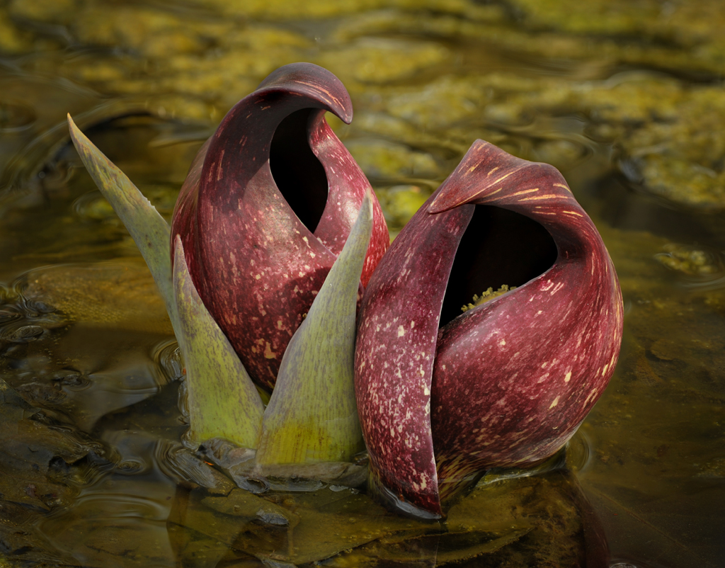 Skunk Cabbage