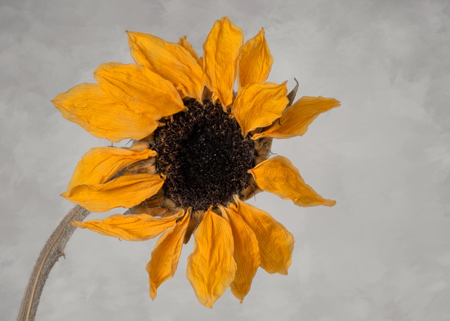 Sunflower by Diana Duffey