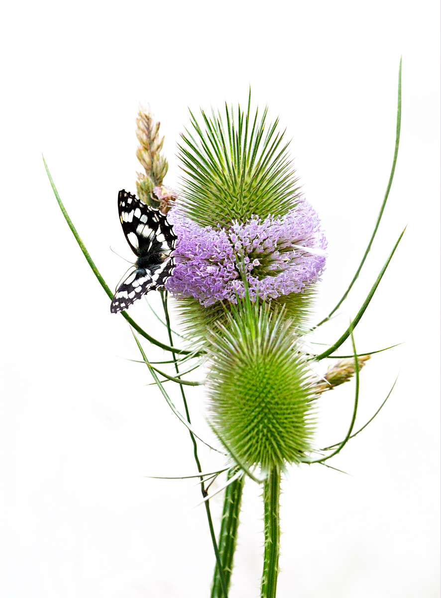 Thistle by Maria Mazo