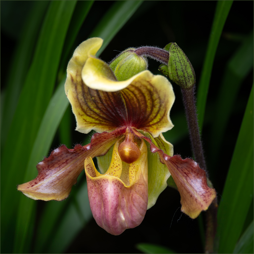 Venus Slipper by Denise McKay