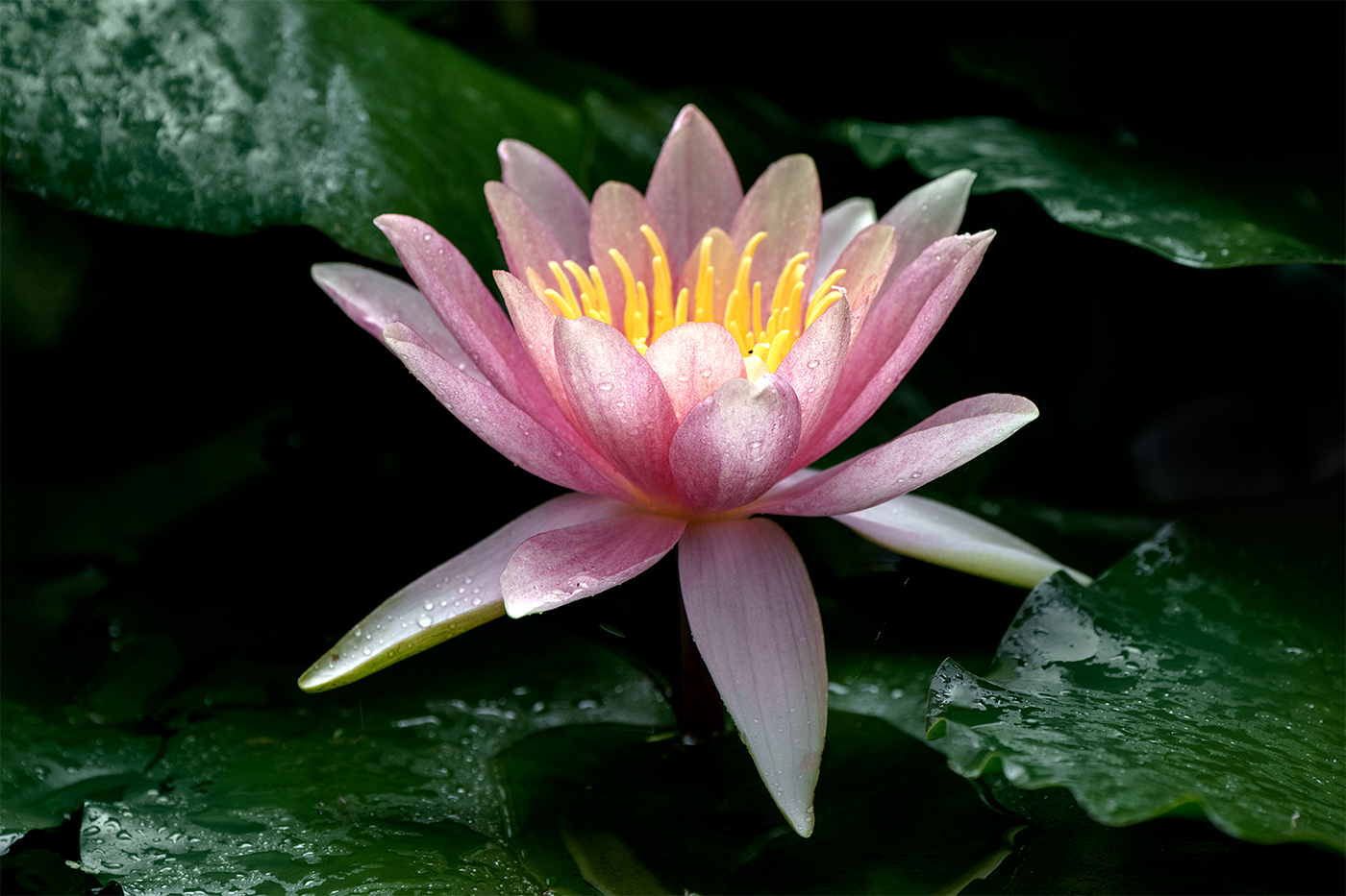 Water Lily