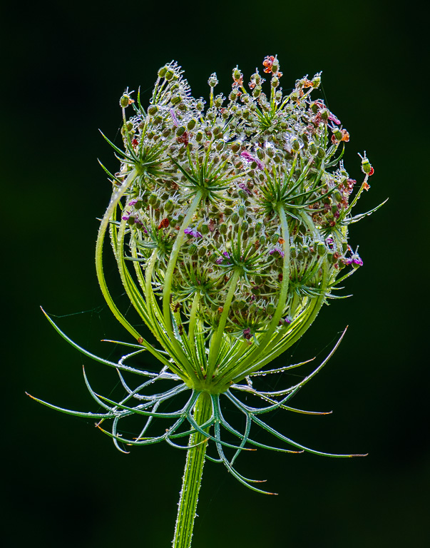 Wild Carrot by David Terao