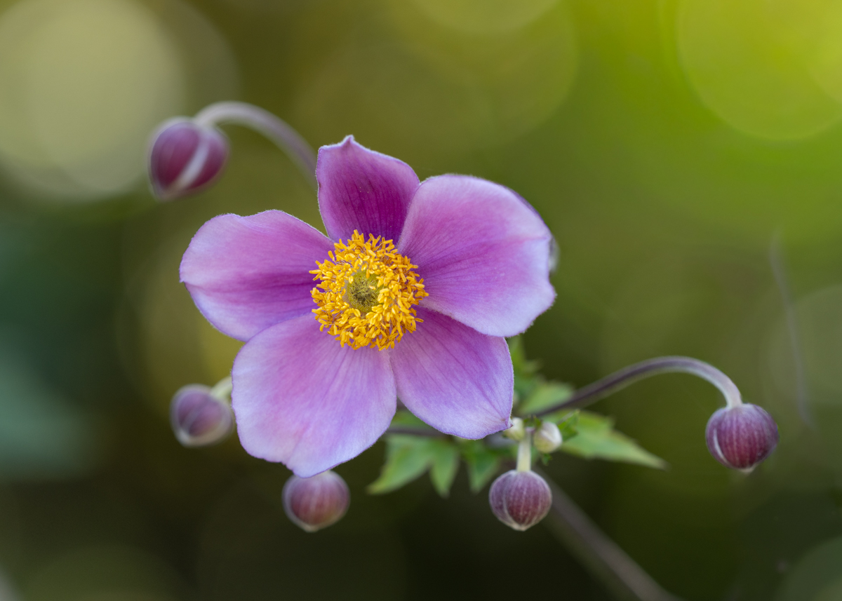 Windflower by Denise McKay