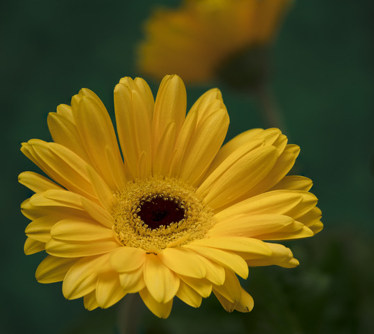     Yellow Gerbera Daisy by Diana Duffey