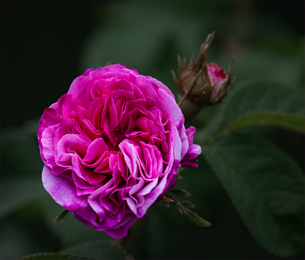 Pink Rose by Barbara Asacker