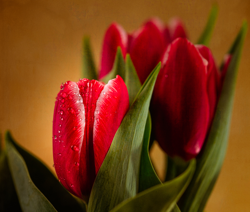 Tulips by Barbara Asacker
