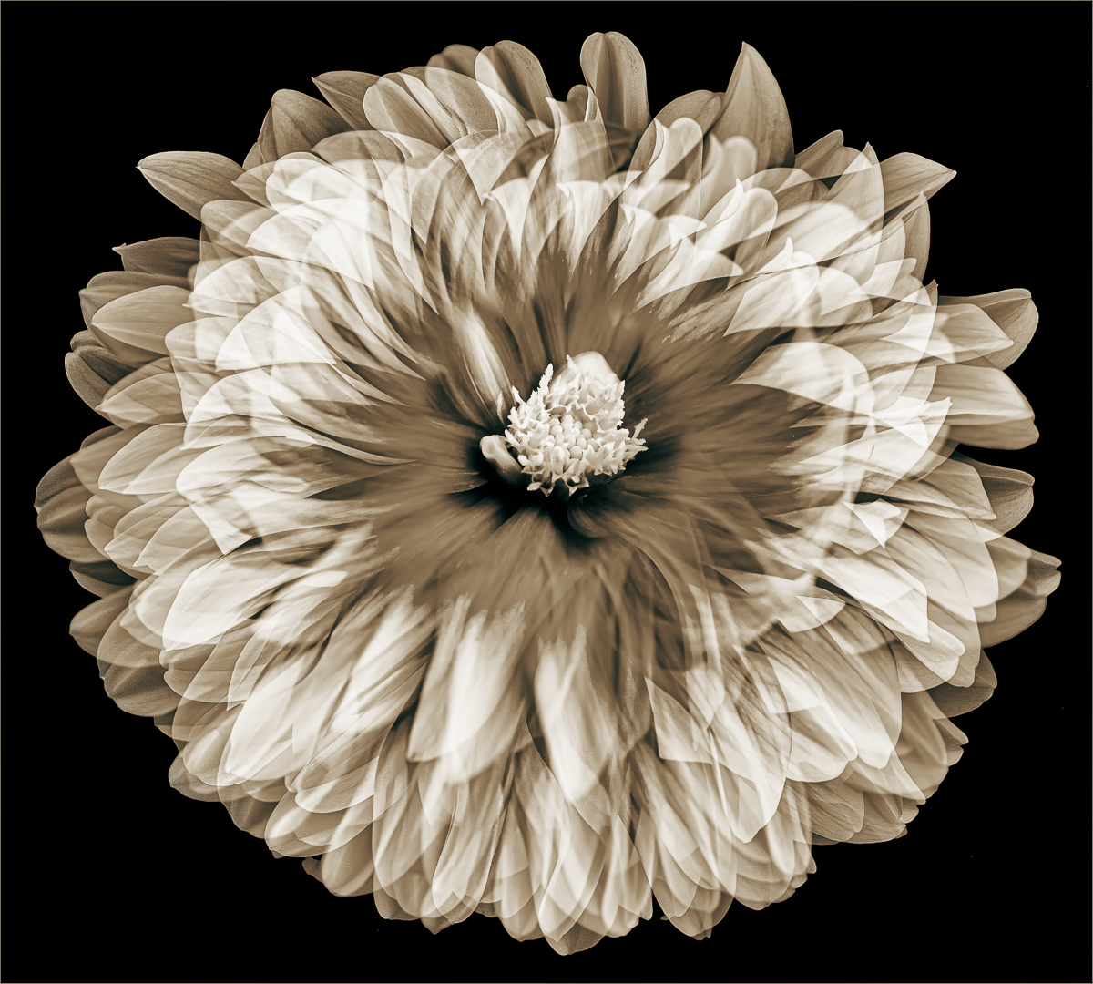 Dalhia Multiplied by Barbara Asacker