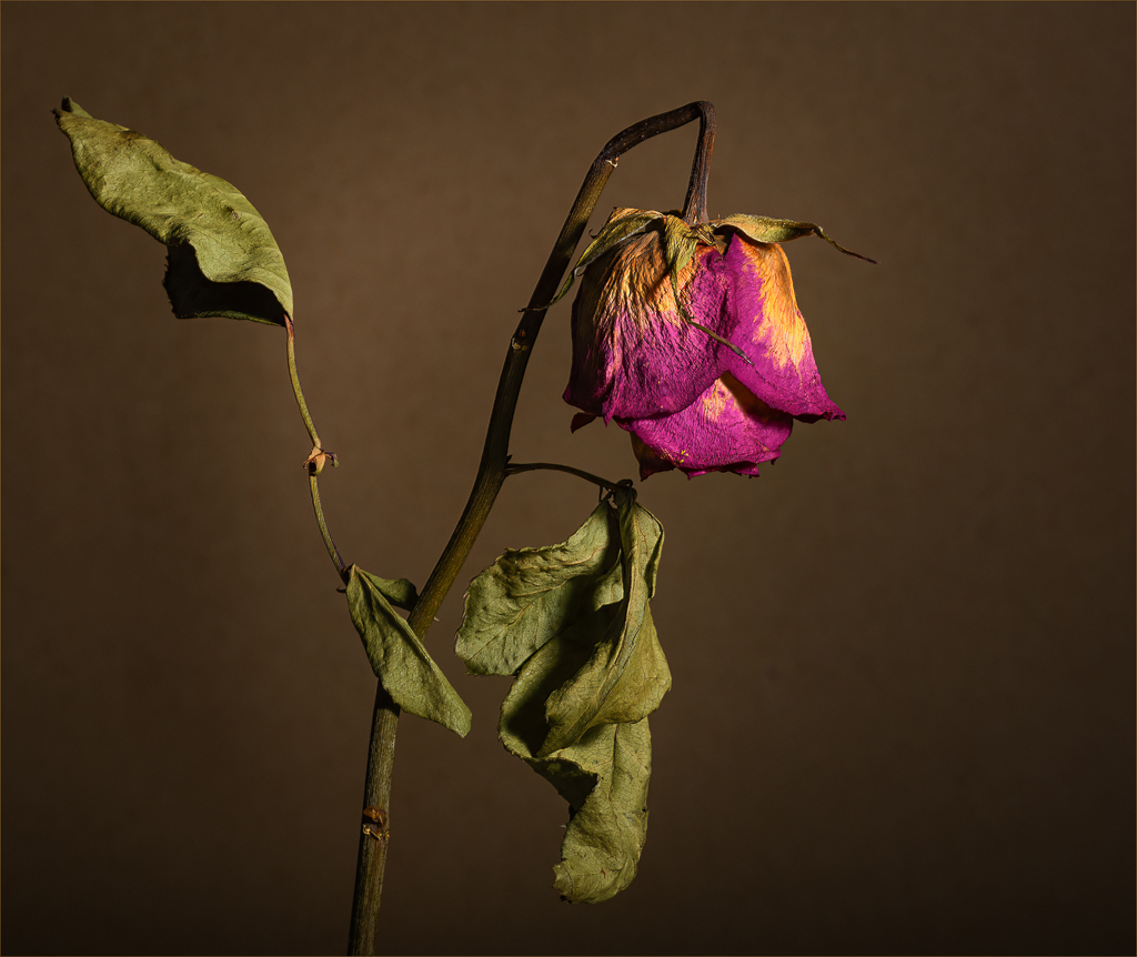  Sad Rose by Barbara Asacker