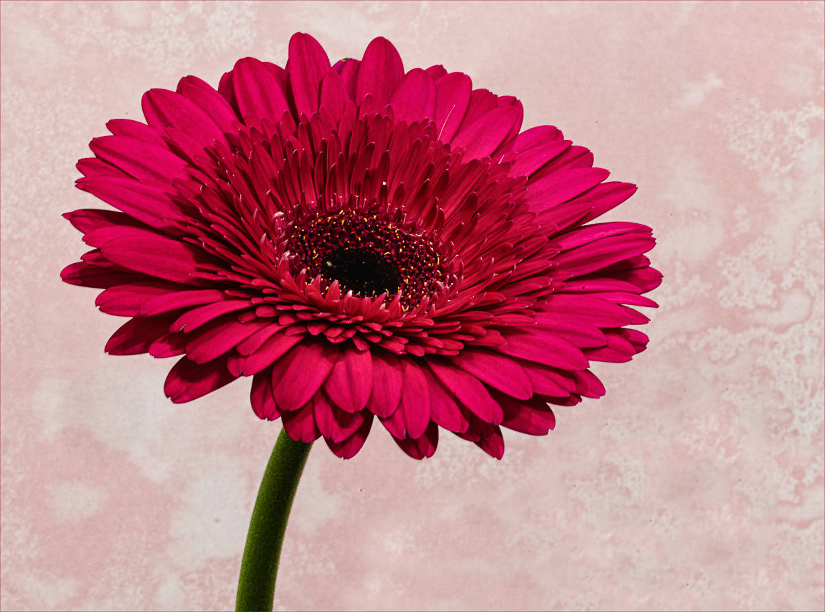 Pink Daisy by Barbara Asacker