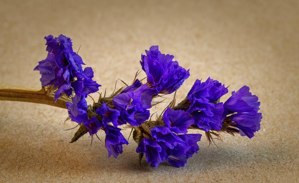 Dried Purple by Barbara Asacker