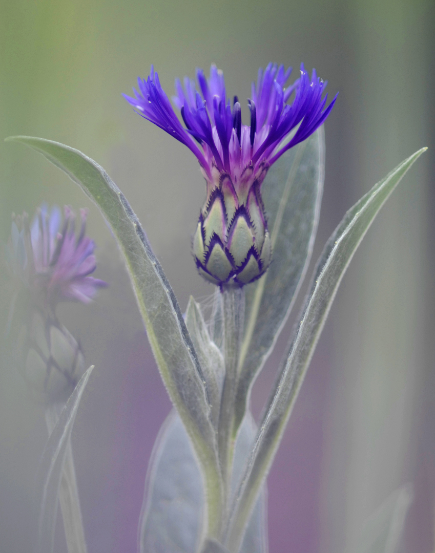 Bachelor's Button also called Cornflower     by Dick States