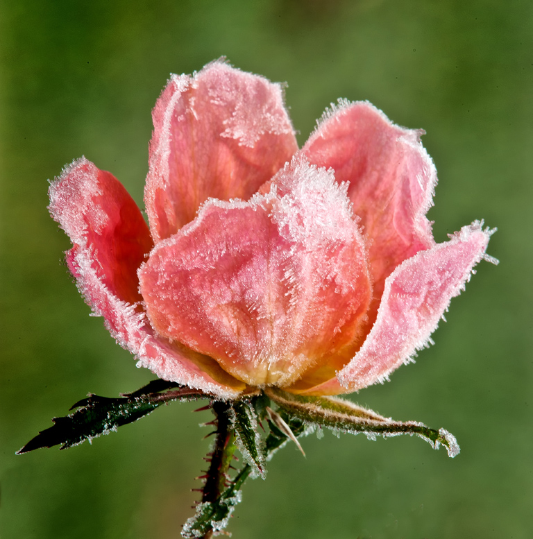 Frosted rose by Dick States