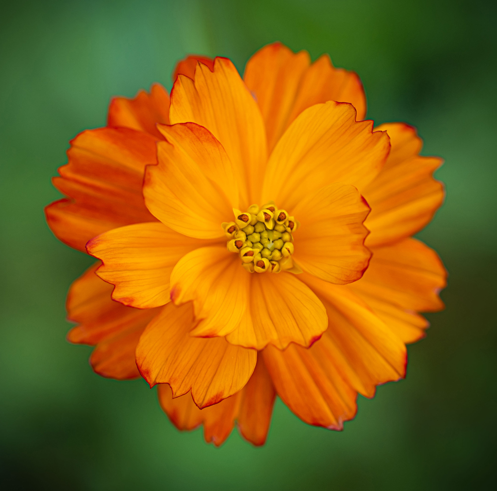 Comment Image