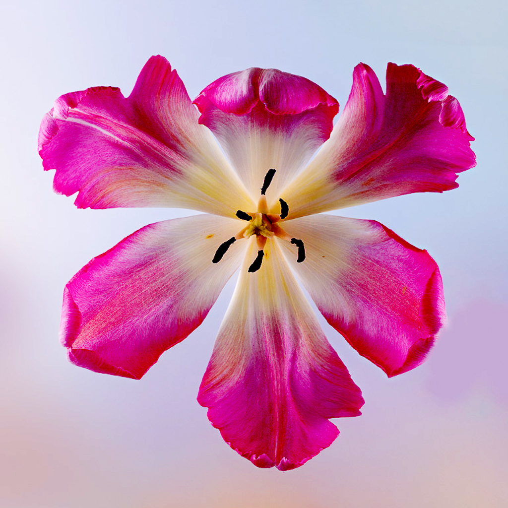 Comment Image