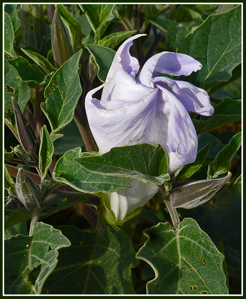 Jimsom Weed bloom by Shirley Ward