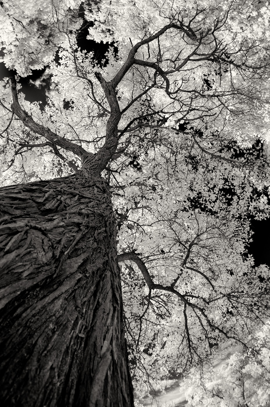 Branches